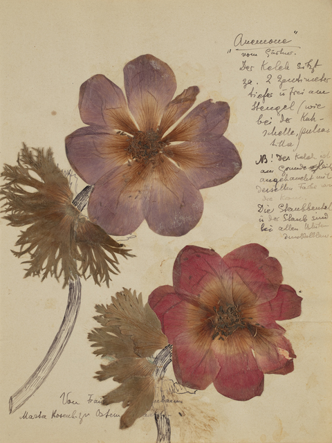 Herbário de Rosa Luxemburgo